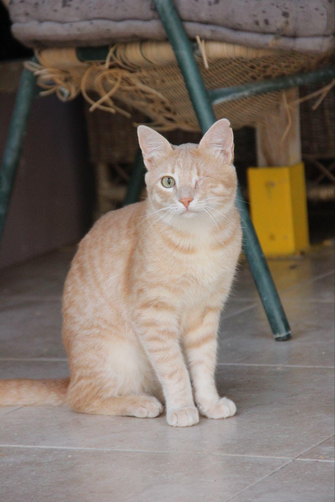 Imagen real del gato